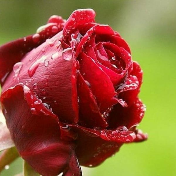تو مگه دوستم نداشتی